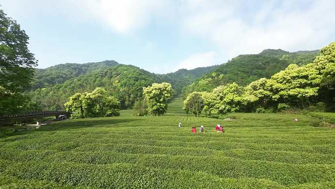 杭州梅家坞龙井茶园穿越机航拍