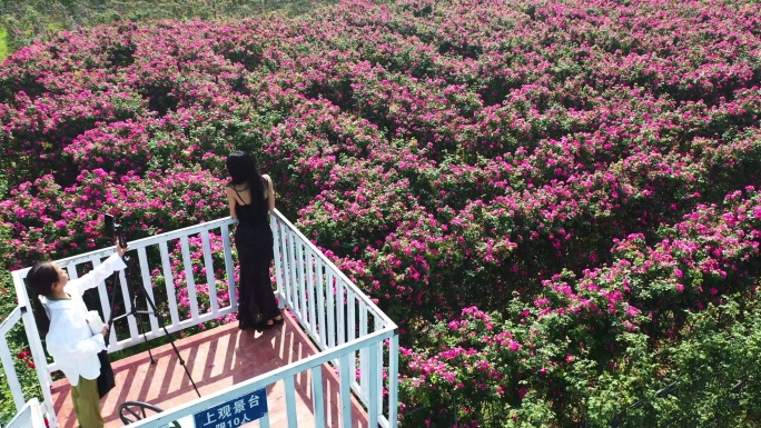 贵州安龙：“玫瑰迷宫”鲜花绽放引人游