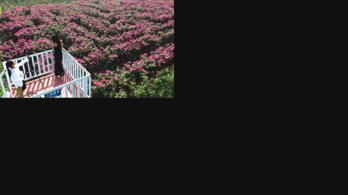 贵州安龙：“玫瑰迷宫”鲜花绽放引人游