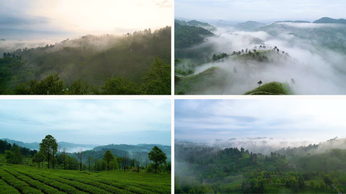航拍云雾中的茶山 青山绿水万亩茶山春茶