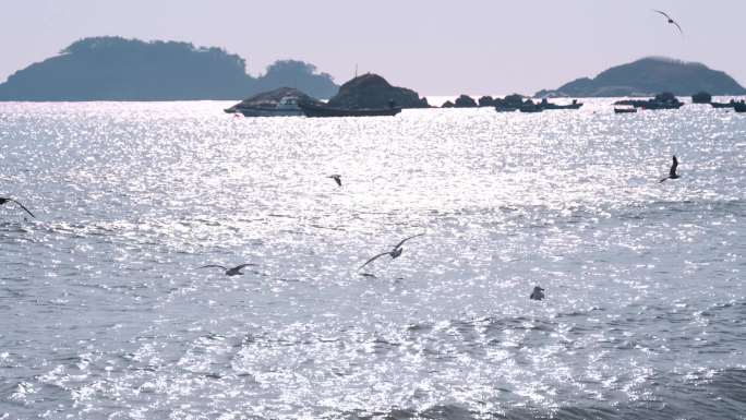 海滩海鸥2