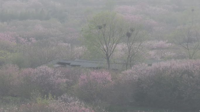 航拍威海经区崮山镇盐滩村春季山野桃花