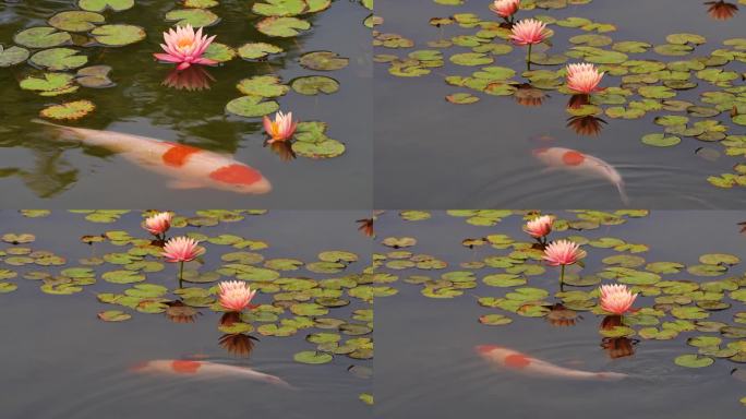 城市公园池塘上的睡莲花朵4K