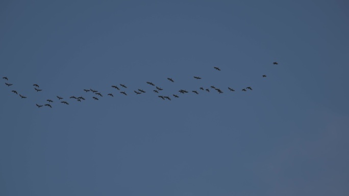 成群的鸟儿在空中飞行
