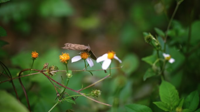 蝴蝶白花鬼针草开花春雷春雨春天2713