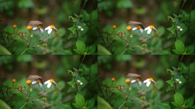 蝴蝶白花鬼针草开花春雷春雨春天2713