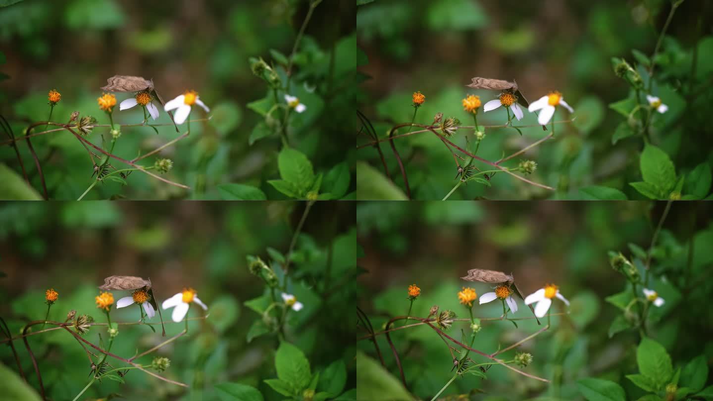 蝴蝶白花鬼针草开花春雷春雨春天2713