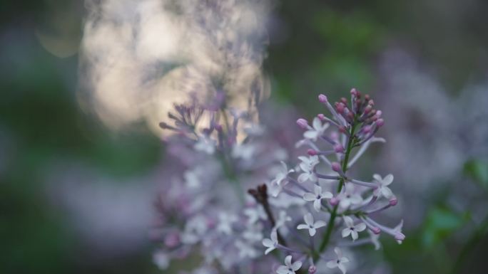 4K 丁香花素材