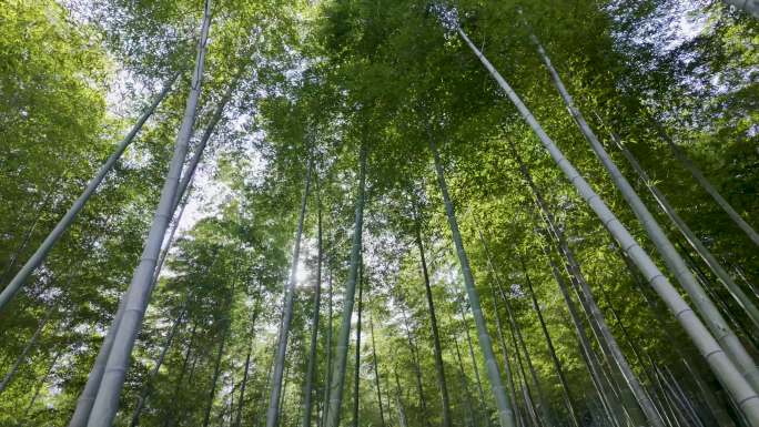 茂密竹林实拍