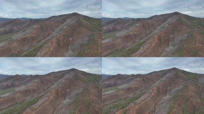 早春新绿大兴安岭山脉