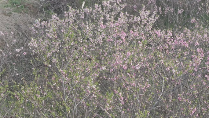 航拍威海经区崮山镇盐滩村春季山野桃花