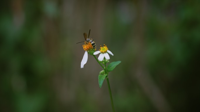 蜜蜂白花鬼针草开花春雷春雨春天2709