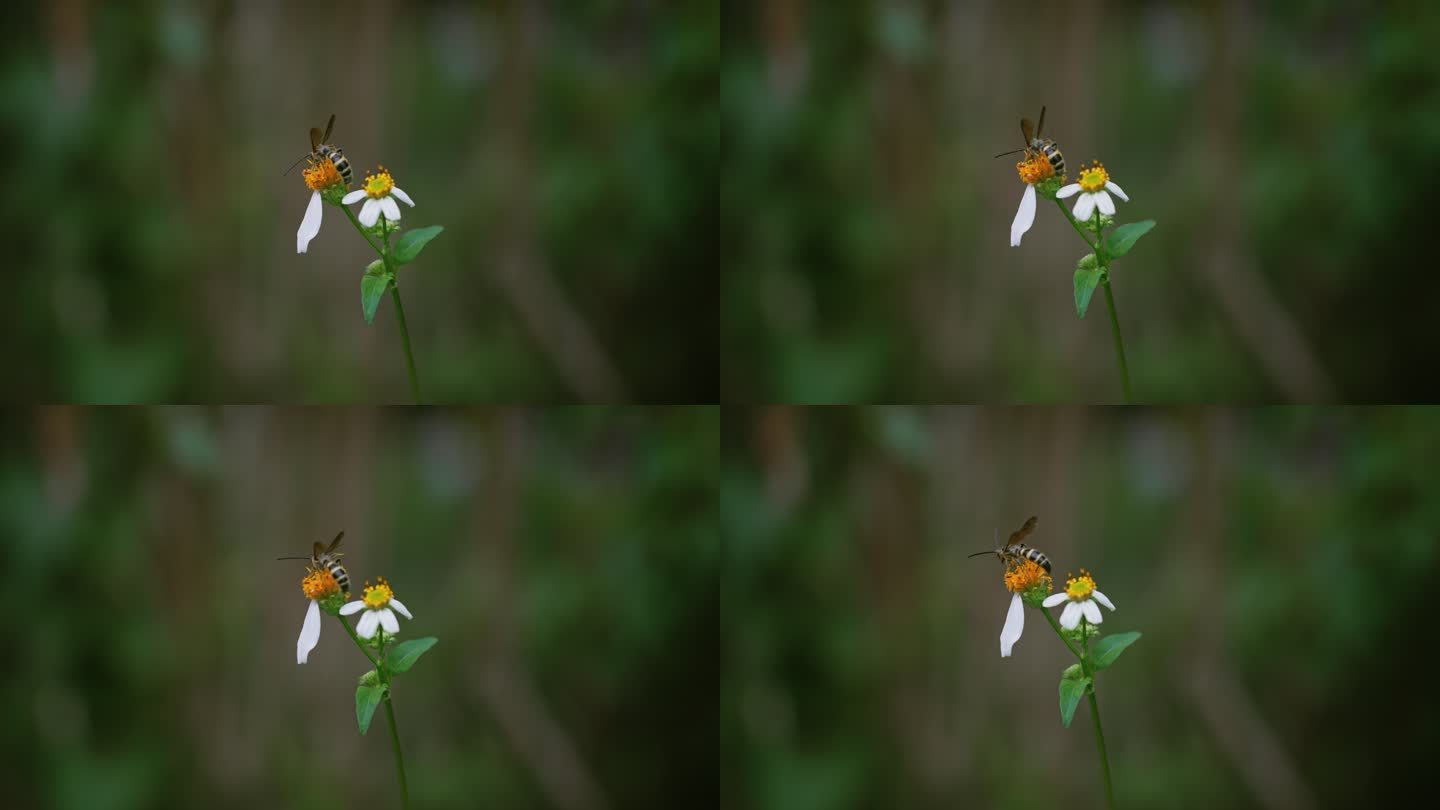 蜜蜂白花鬼针草开花春雷春雨春天2709