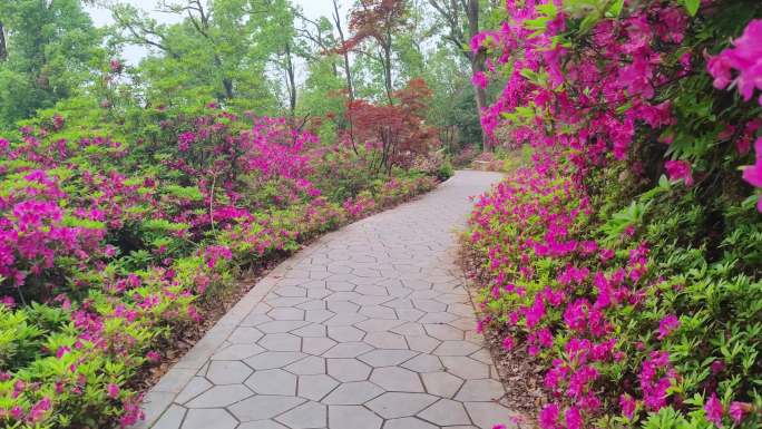 湖北武汉东湖磨山景区杜鹃花盛开