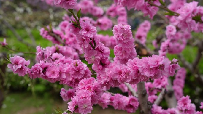 秦皇岛 花 超高清 通用 原素材