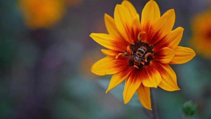 蜜蜂采蜜采花春天公园春风向日葵2690