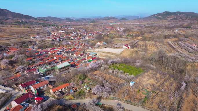 杨家山里 樱花 樱桃花 铁山水库 乡村