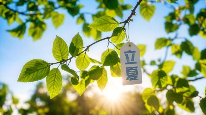 【大合集】立夏节气夏天夏至夏季夏视频素材