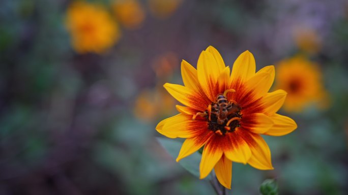 蜜蜂采蜜采花春天公园春风向日葵2688