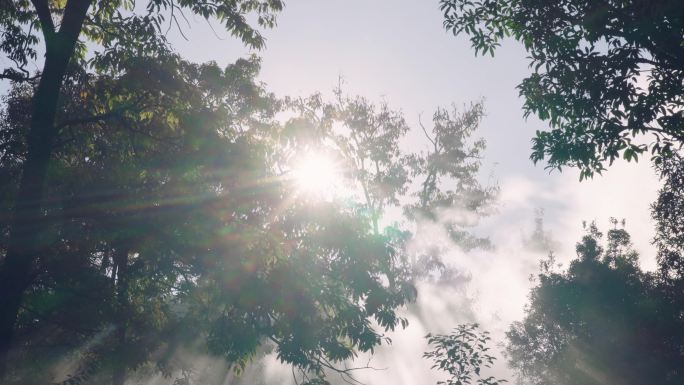 清晨丁达尔梦幻森林唯美森林逆光云雾森林