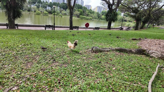 自然鸟鸣的公园掠影