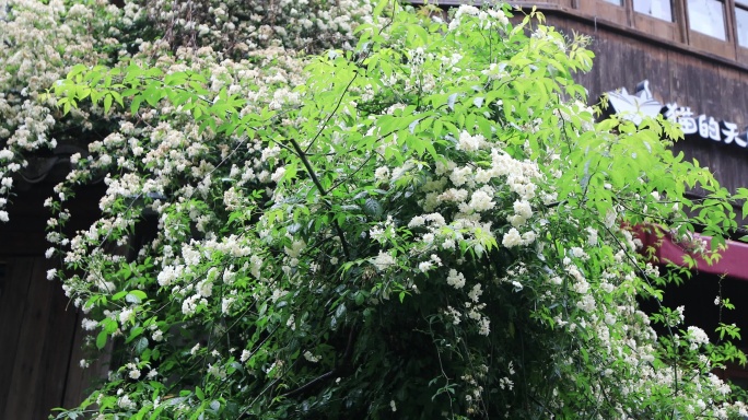 绵绵春雨木香花谷雨苏州平江路春天古建筑