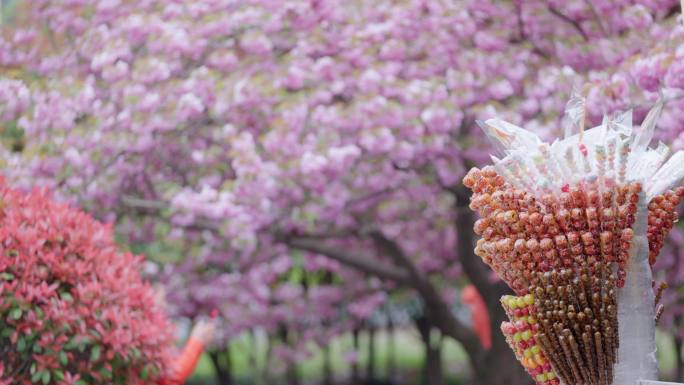 樱花季樱花盛开春暖花开粉色春季希望幸福