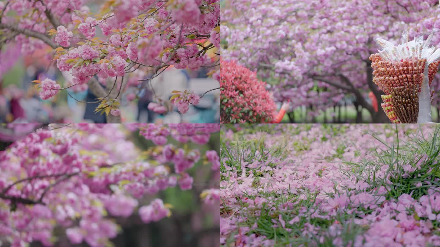 樱花季樱花盛开春暖花开粉色春季希望幸福