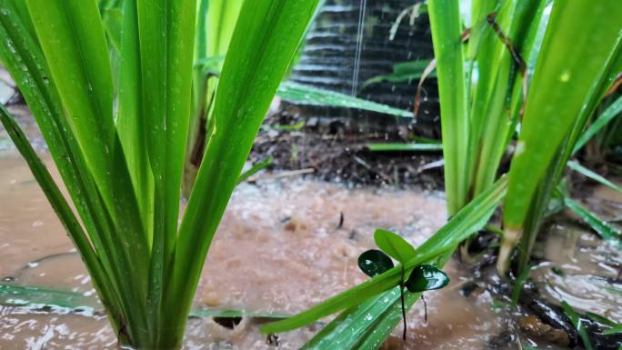 生机勃勃：暴雨中植物根部水花慢镜头