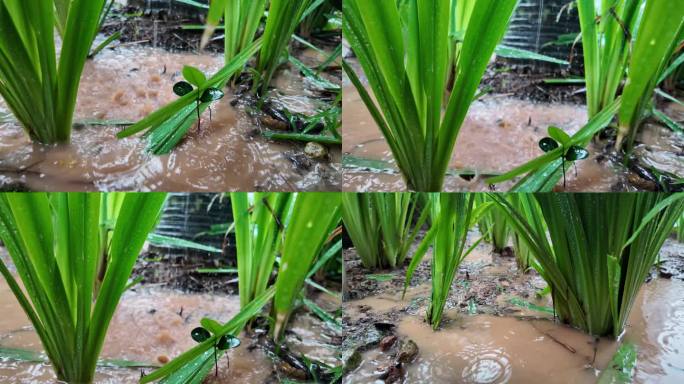 生机勃勃：暴雨中植物根部水花慢镜头