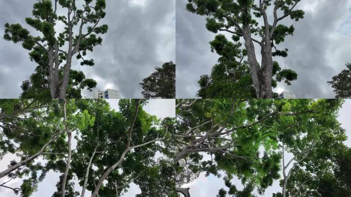 安静的大树：高清视频素材