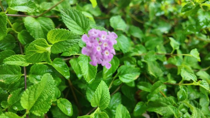 雨后粉色花朵：绿丛中的春色