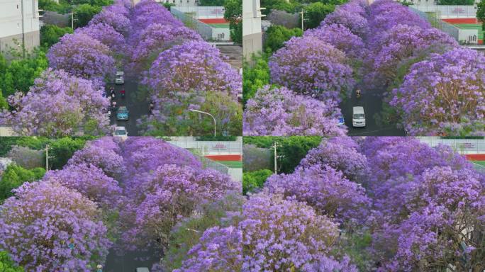 昆明蓝花楹航拍