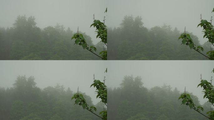 雨后云雾