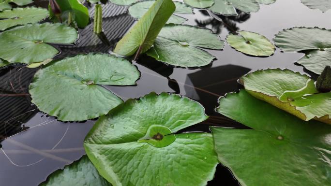 雨中睡莲：水面叶片雨滴特写慢镜头