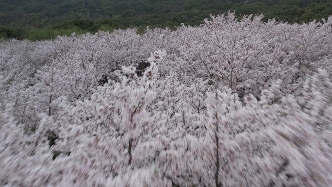 江苏张家港香山樱花