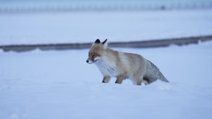 新疆赛里木湖冬天风景野生动物，野生狐狸