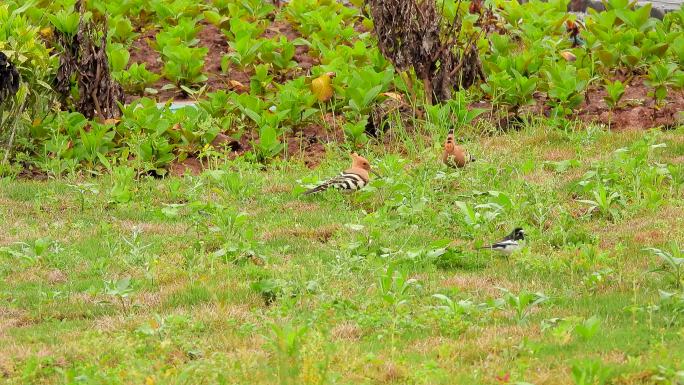 草丛中两只小鸟，漂亮的戴胜鸟