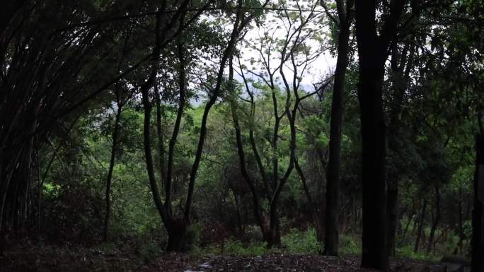 大风天的森林摇晃的树木压抑的情绪雨水来前