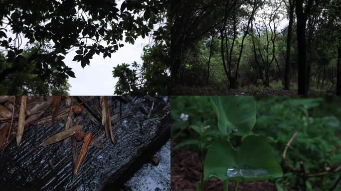 大风天的森林摇晃的树木压抑的情绪雨水来前