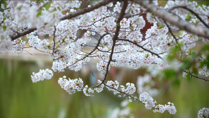 春天日本樱花