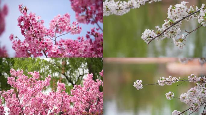 春天日本樱花