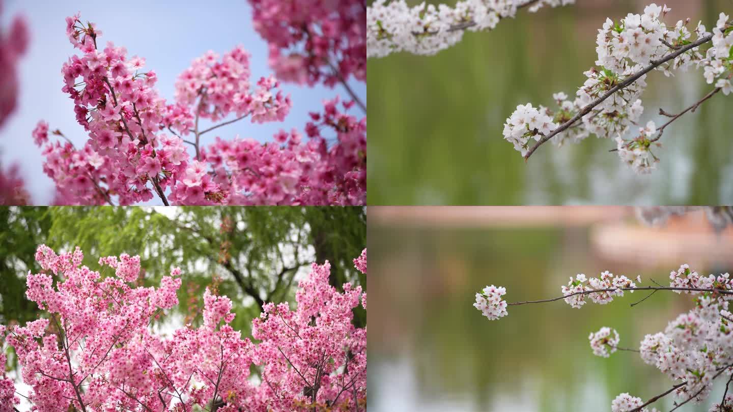 春天日本樱花