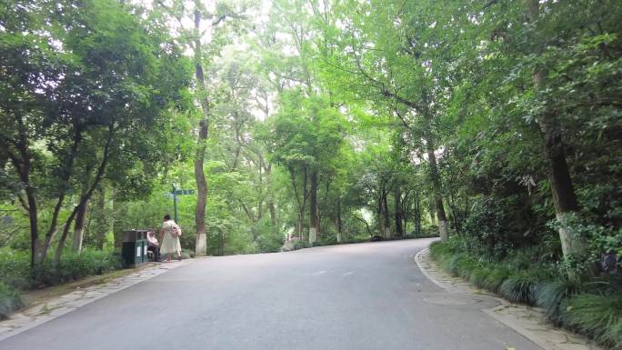 风景景区的树林小道路