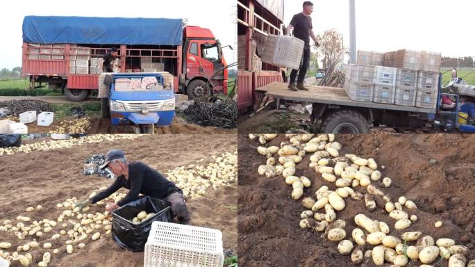 食 土豆丰收 人工收土豆 刨土豆
