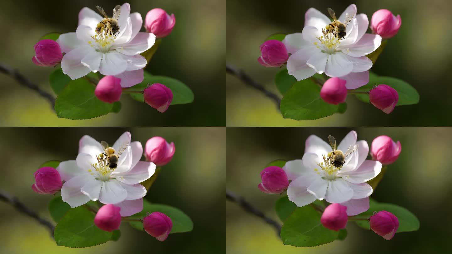 海棠花上蜜蜂采蜜的特写镜头