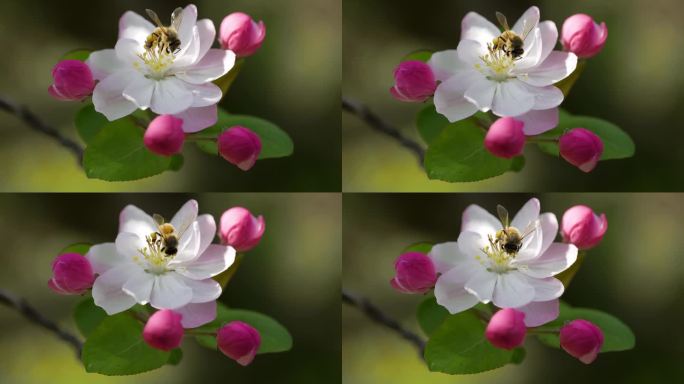 海棠花上蜜蜂采蜜的特写镜头