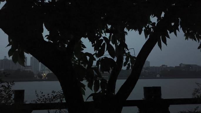 凌晨早上下雨暴雨下雨凌晨城市夜景大树树枝