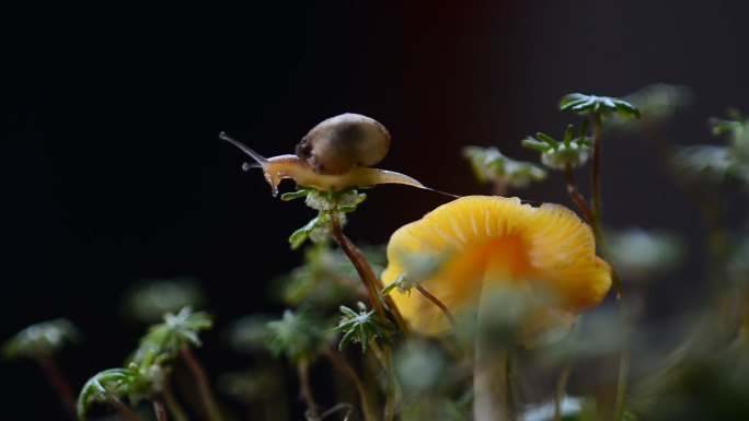 缓慢地爬行在野蘑菇上的蜗牛