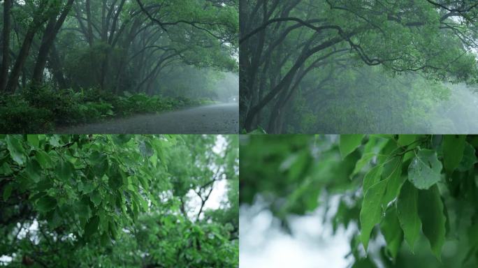 森林树林暴雨大雨雨树叶